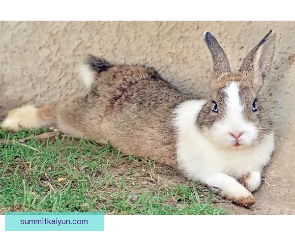 Rodrygo Jr. 展现出持续提升的潜力，未来职业生涯备受关注